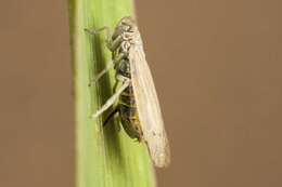 Image of Prokelisia marginata (Van Duzee 1897)