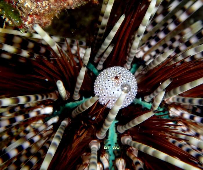 Image of banded sea urchin