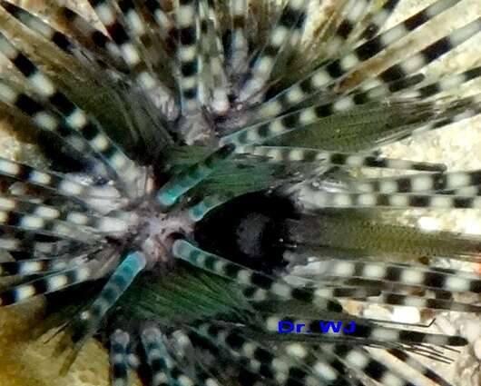 Image of Diadema urchin