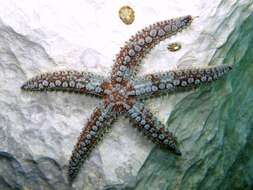 Marthasterias Jullien 1878 resmi