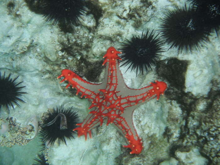 Image of red knob sea star