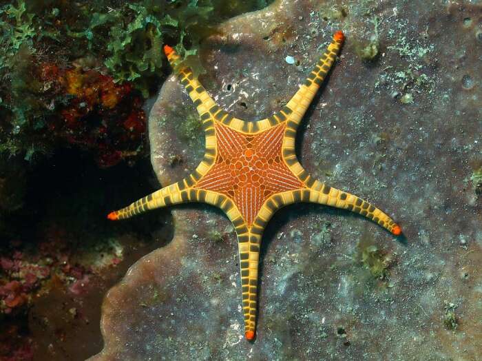 Image of Double Sea Star