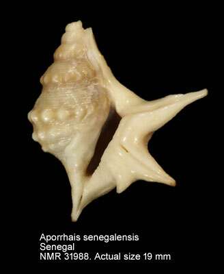 Image of Aporrhais senegalensis Gray 1838