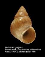 Plancia ëd Assiminea grayana J. Fleming 1828