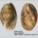 Image of Bulla quoyii Gray 1843