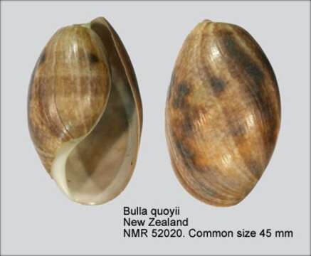 Image of Bulla quoyii Gray 1843
