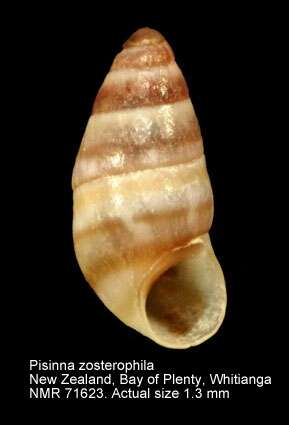 Image of Pisinna zosterophila (Webster 1905)