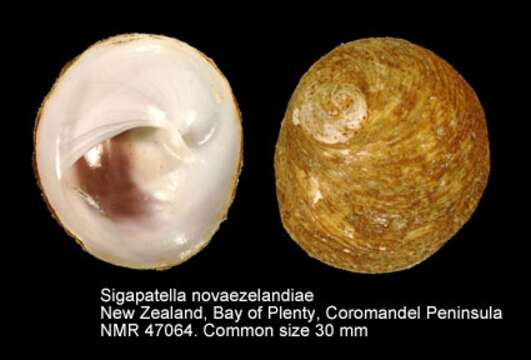 Sigapatella novaezelandiae (Lesson 1831)的圖片