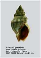 Sivun Cominella glandiformis (Reeve 1847) kuva