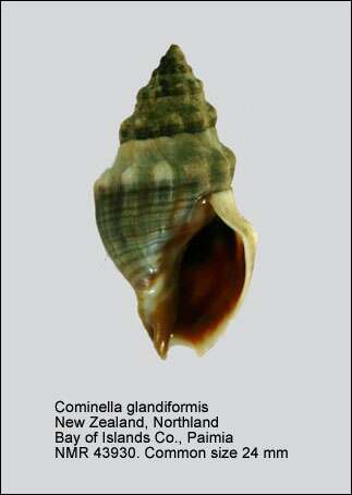 Sivun Cominella glandiformis (Reeve 1847) kuva