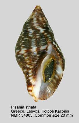 Image of spotted pisania