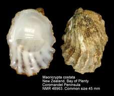 صورة Maoricrypta costata (G. B. Sowerby I 1824)