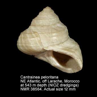 Plancia ëd Cantrainea peloritana (Cantraine 1835)