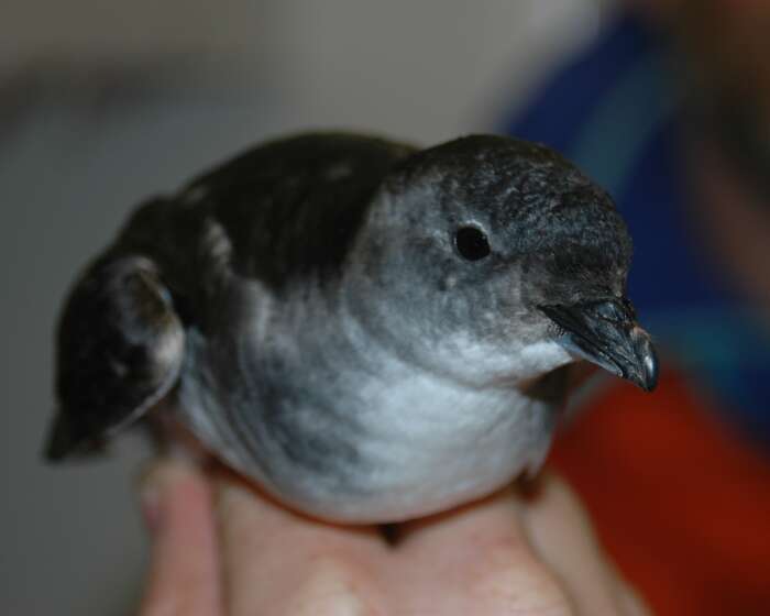 Image of Common Diving Petrel