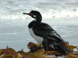 Image of Magellan Cormorant