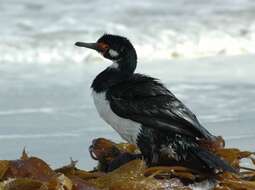 Plancia ëd Phalacrocorax magellanicus (Gmelin & JF 1789)