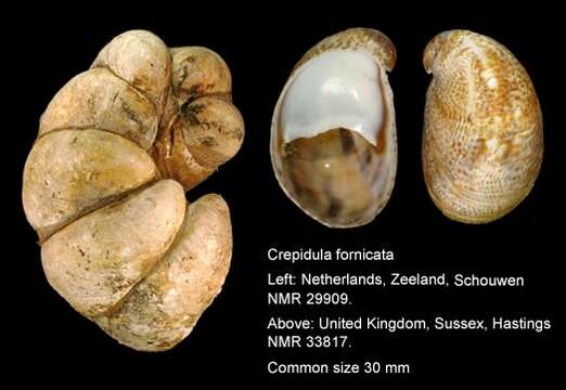 Слика од Crepidula fornicata (Linnaeus 1758)