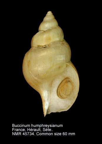 Image of Buccinum humphreysianum Bennett 1824