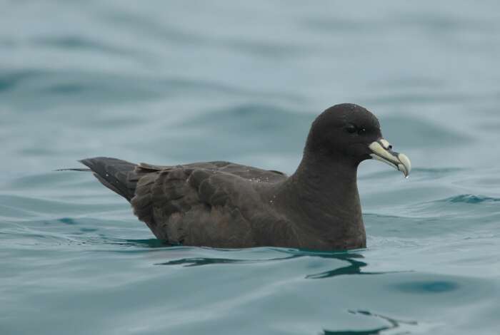 Image of White-chinned Petrel