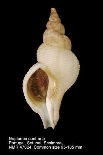 Neptunea contraria (Linnaeus 1771) resmi