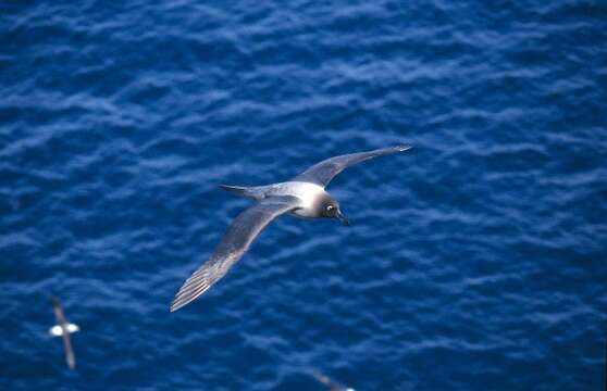 Image of Light-mantled Albatross