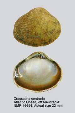 Image de Crassatina contraria (Gmelin 1791)