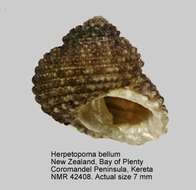 Image of Herpetopoma bellum (Hutton 1873)