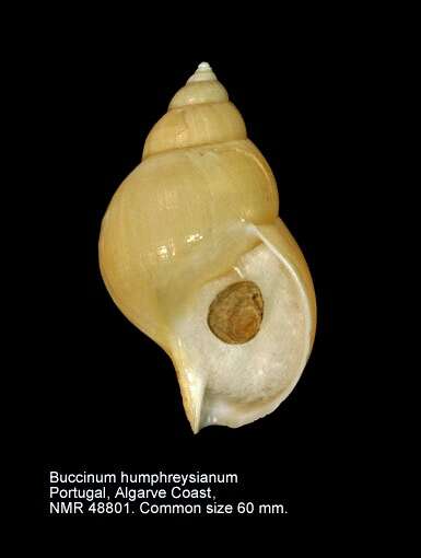 Image of Buccinum humphreysianum Bennett 1824