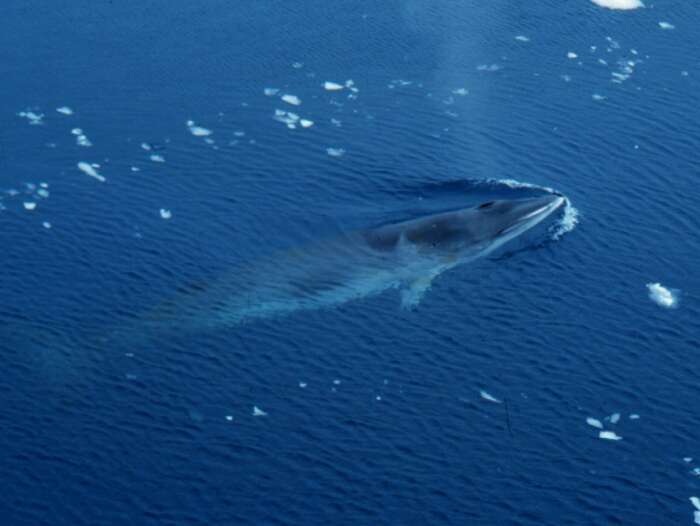 Image of Antarctic Minke Whale