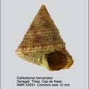 Image of Calliostoma hernandezi Rubio & Gubbioli 1993