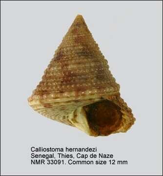 صورة Calliostoma hernandezi Rubio & Gubbioli 1993