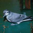 Image of Broad-billed Prion