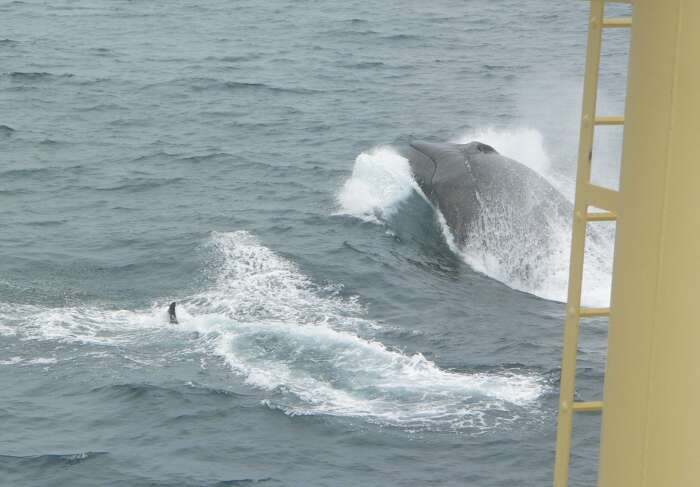 Слика од кит перајар