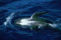 Image of Atlantic Pilot Whale