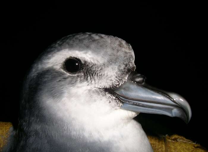 Image of Broad-billed Prion