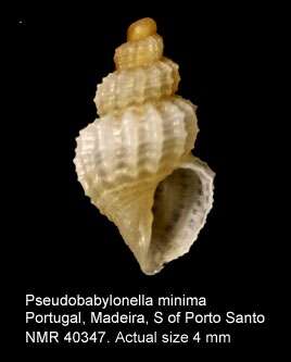 Image of Pseudobabylonella Brunetti, della Bella, Forli & Vecchi 2009