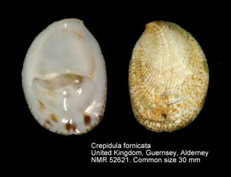 Слика од Crepidula fornicata (Linnaeus 1758)