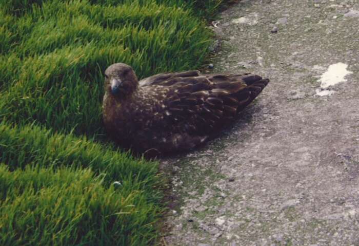 Image of Falkland skua