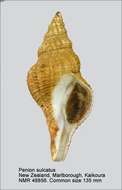 Image of Penion sulcatus (Lamarck 1816)