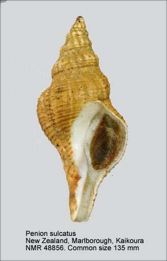 Image of Penion sulcatus (Lamarck 1816)