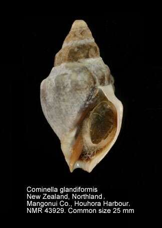 Sivun Cominella glandiformis (Reeve 1847) kuva