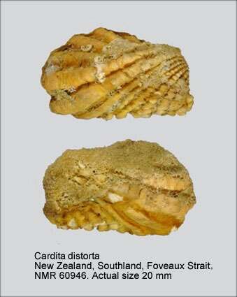 صورة Cardita distorta Reeve 1843