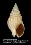 Image of Cominella nassoides (Reeve 1846)