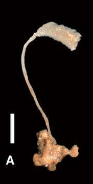 Image of Amphilectus strepsichelifer van Soest, Beglinger & De Voogd 2012