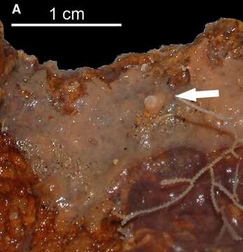 Image of Esperiopsis cimensis van Soest, Beglinger & De Voogd 2012