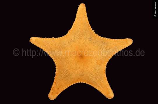 Image of Common mud star