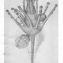 Image of Tricyclusa singularis (Schulze 1876)
