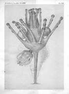 Image of Tricyclusa singularis (Schulze 1876)