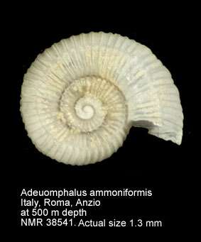Image of Adeuomphalus ammoniformis Seguenza 1876