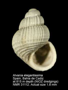 Image de Alvania elegantissima (Monterosato 1875)